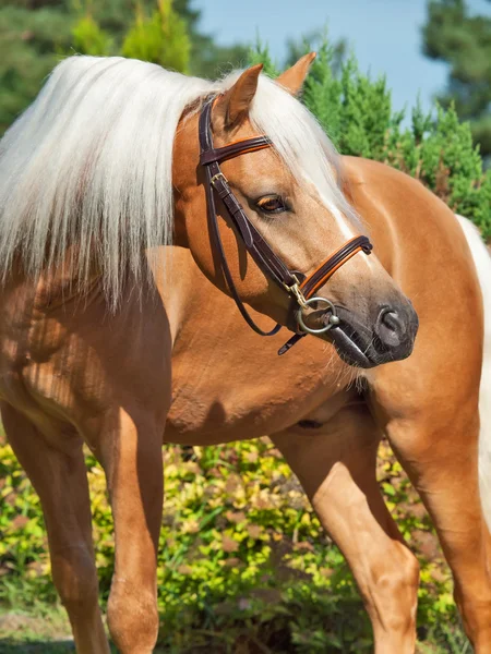 Portrait of palomino welsh pony — Stock Photo, Image