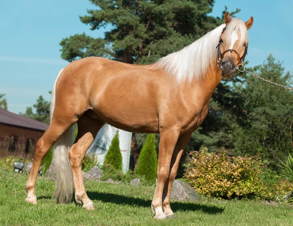 Palomino welsh pony — Stockfoto