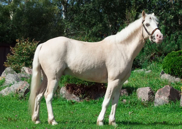 Grädde welsh ponny — Stockfoto