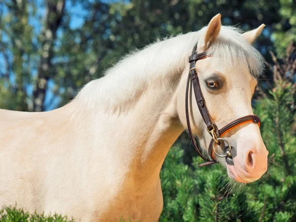 Portrait of cream welsh pony — Stock Photo, Image