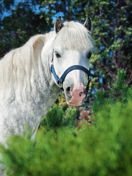 Portrait of gray welsh pony — Stock Photo, Image