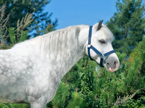 Portrait of gray welsh pony — Stock Photo, Image