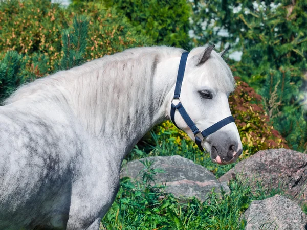 Portrait of gray welsh pony. — Stock Photo, Image
