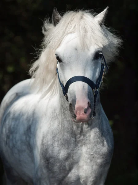 Retrato de correr pony galés gris en el fondo oscuro —  Fotos de Stock