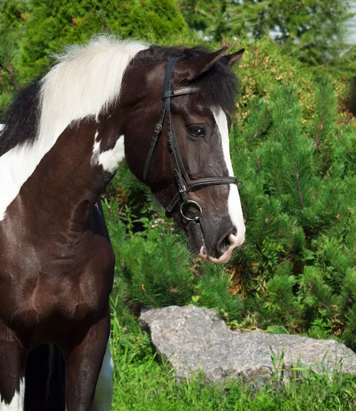 Portrait of the beautiful paint draft horse — Stock Photo, Image