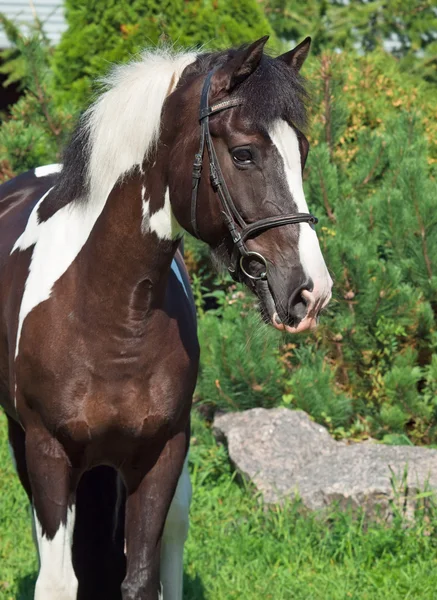 Portrait of the beautiful paint draft horse — Stock Photo, Image