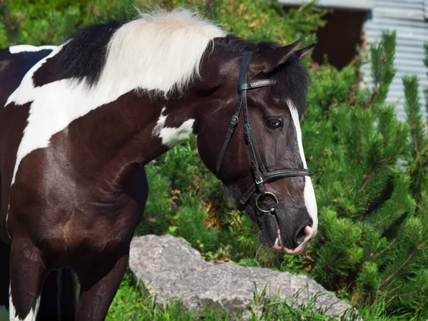 Retrato del hermoso caballo de tiro de pintura — Foto de Stock