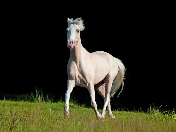 Correr pony crema en fondo negro —  Fotos de Stock