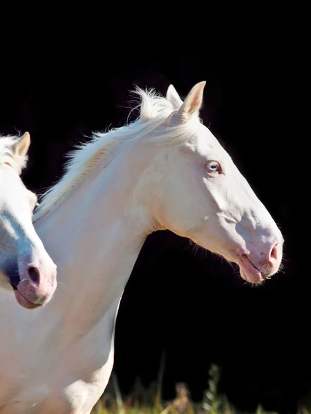 Portret van het runnen van crème rit pony op zwarte achtergrond — Stockfoto