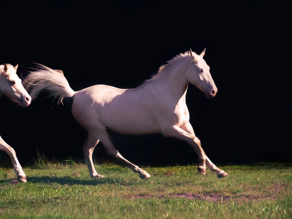 Running cream ride pony at black background — Stock Photo, Image