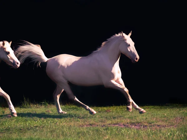 Kör grädde rida ponny på svart bakgrund — Stockfoto