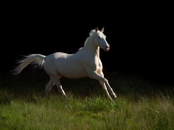 Crème rit pony draait op zwarte achtergrond — Stockfoto