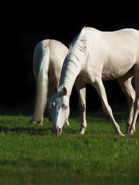 Krem ponys siyah arka plan, çayırda binmek — Stok fotoğraf