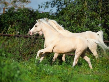 padok krem sürmek ponys koşma