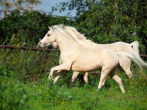 Běh krém ride ponys ve výběhu — Stock fotografie