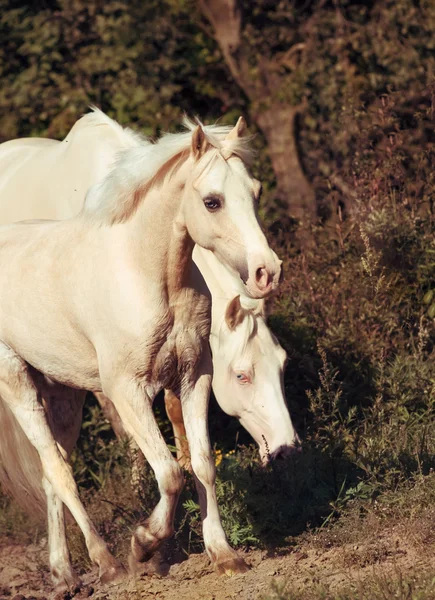 Pony crema cavalcata a libertà — Foto Stock