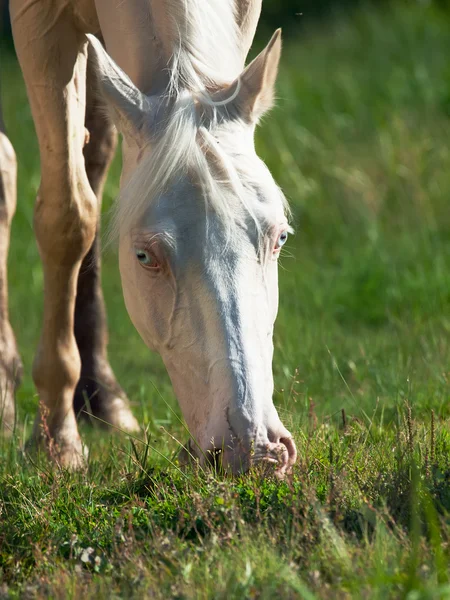 Porträtt av betande cremello rida ponny — Stockfoto