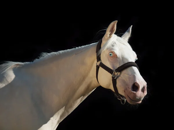 Portrait of cream ride pony at black background — Stock Photo, Image