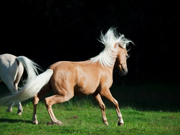 Palomino pony gallese in movimento su sfondo nero — Foto Stock