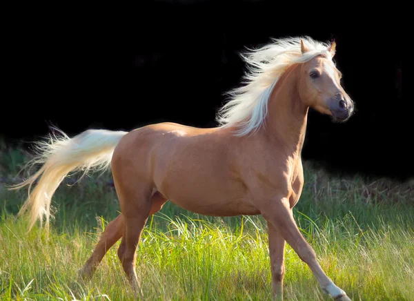 Galoping palomino-walijski kucyk na czarnym tle — Zdjęcie stockowe