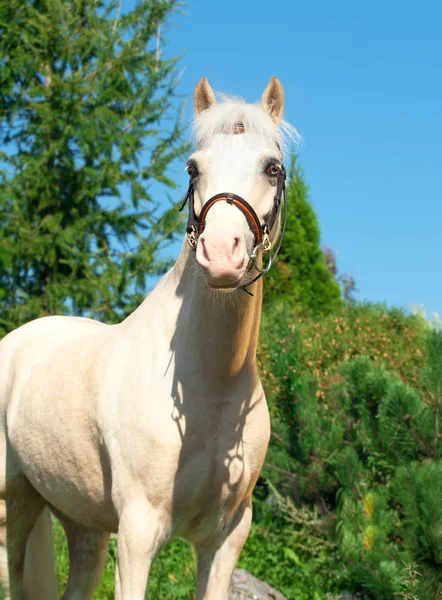 Retrato de crema pony galés —  Fotos de Stock