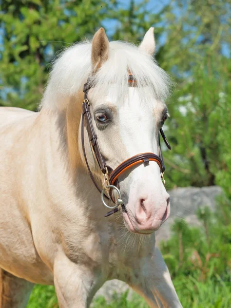 Portrait of cream welsh pony — Stock Photo, Image