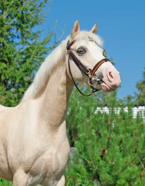 Retrato de pony galés cremello deportivo — Foto de Stock
