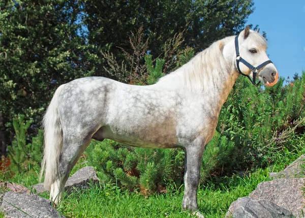Gray Welsh pony — Stock fotografie