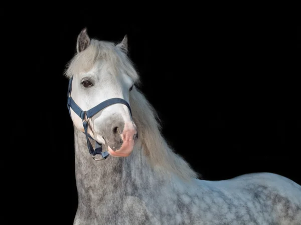 Retrato de pony gris galés en fondo negro — Foto de Stock