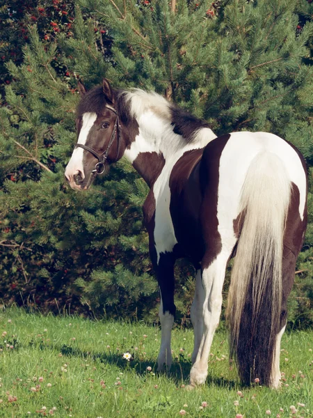 O belo cavalo de esboço de pintura — Fotografia de Stock