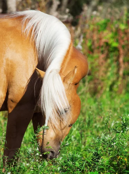 Grazing nice palomino pony — Stock Photo, Image