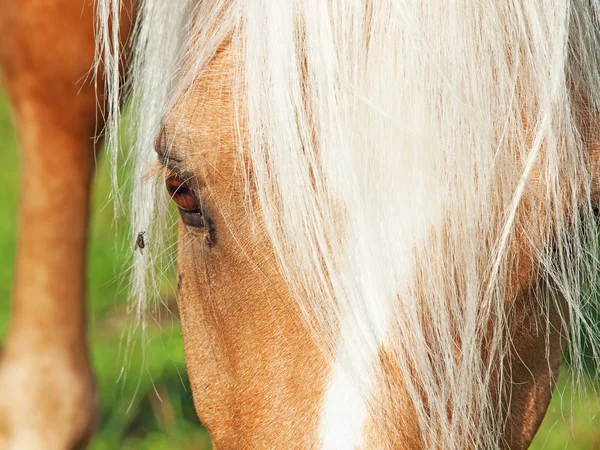 Palomino welsh pony a moucha. zblízka — Stock fotografie