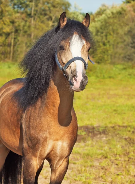 Porträt des schönen Buckskin Walisisch Pony — Stockfoto