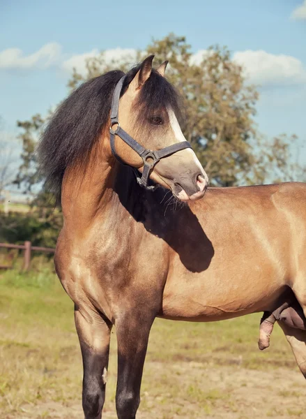 Bella fibbia stallone gallese pony — Foto Stock