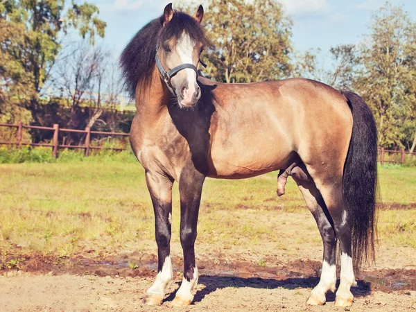 Bonito garanhão de pele de cavalo galês — Fotografia de Stock