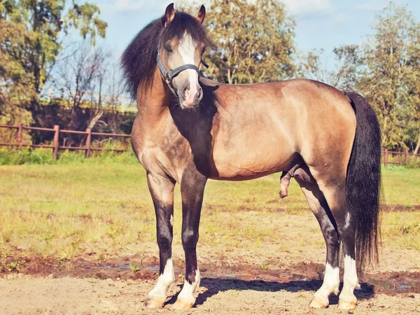 Bella fibbia stallone gallese pony — Foto Stock