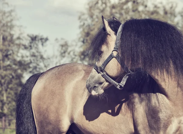 Retrato de belo pônei galês buckskin — Fotografia de Stock