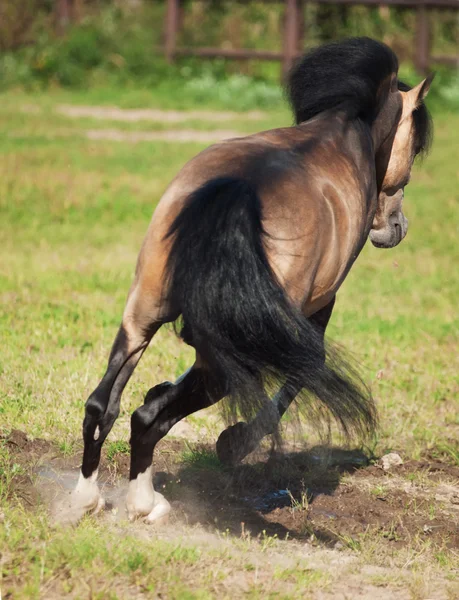 跳跃的鹿皮威尔士的小马 — 图库照片