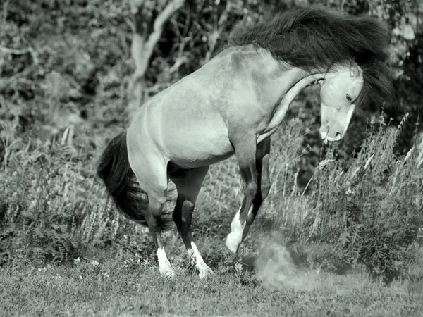 Buckskin welsh pony in motion — Stock Photo, Image