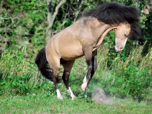 Buckskin welsh pony in motion — Stock Photo, Image