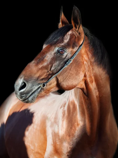 Portrait de beau cheval à fond noir — Photo