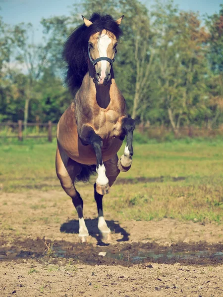 Un pony gallese nel paddock — Foto Stock