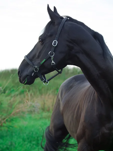 Retrato de hermoso caballo negro —  Fotos de Stock