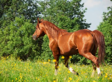 kestane at çayırda çalışan