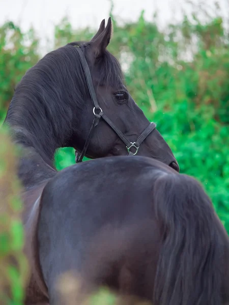 Portret van mooie zwarte paard van terug — Stockfoto