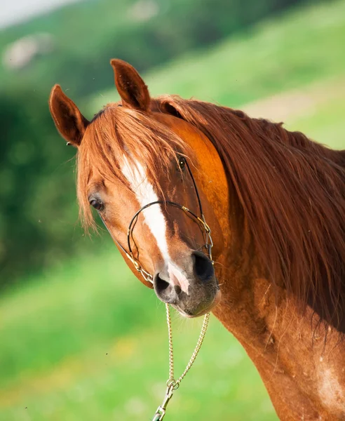 Retrato de castaño caballo árabe —  Fotos de Stock