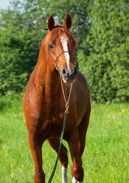 Kastanje Arabische paard in het veld — Stockfoto