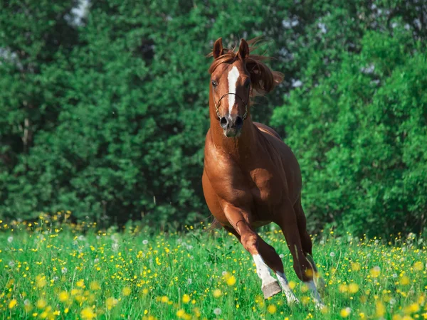 Running chestnut horse in the meadow — Stock Photo, Image