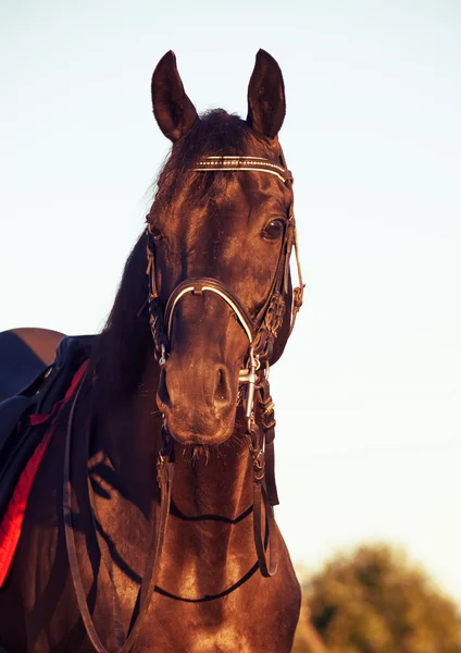 Portrait of Beautiful black dressage horse — Stock Photo, Image
