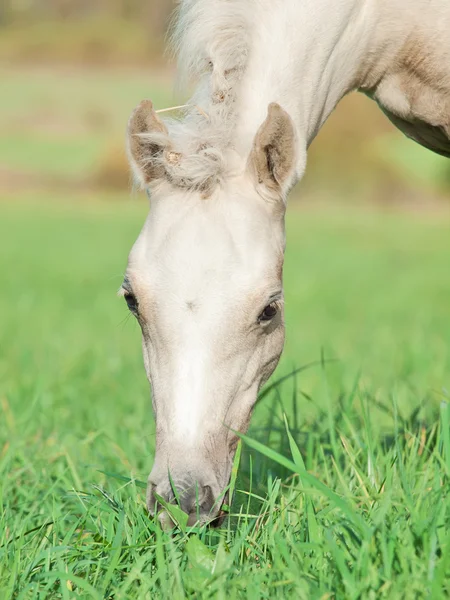 Portrait of pony foal in the pasture — Stock Photo, Image